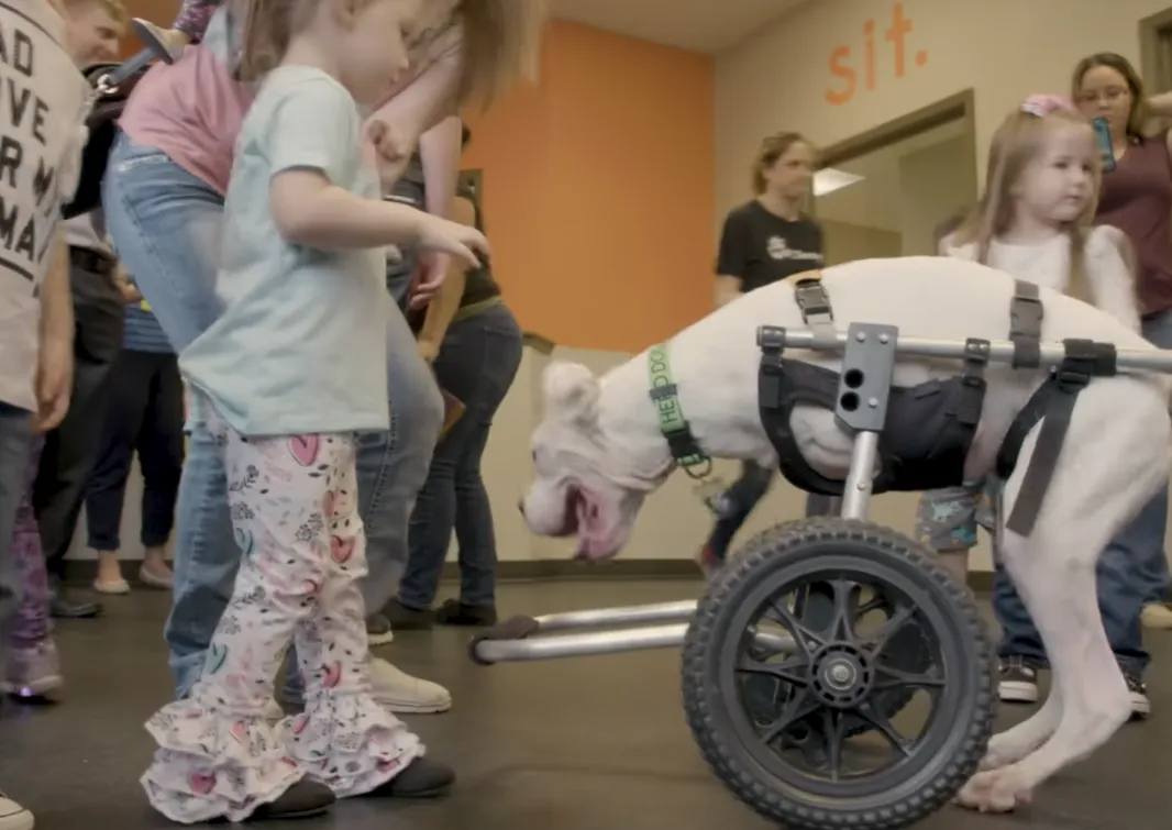 Наббі показує дітям, що можна бути щасливим, навіть якщо ти не такий, як усі Наббі показує дітям, що можна бути щасливим, навіть якщо ти не такий, як усі