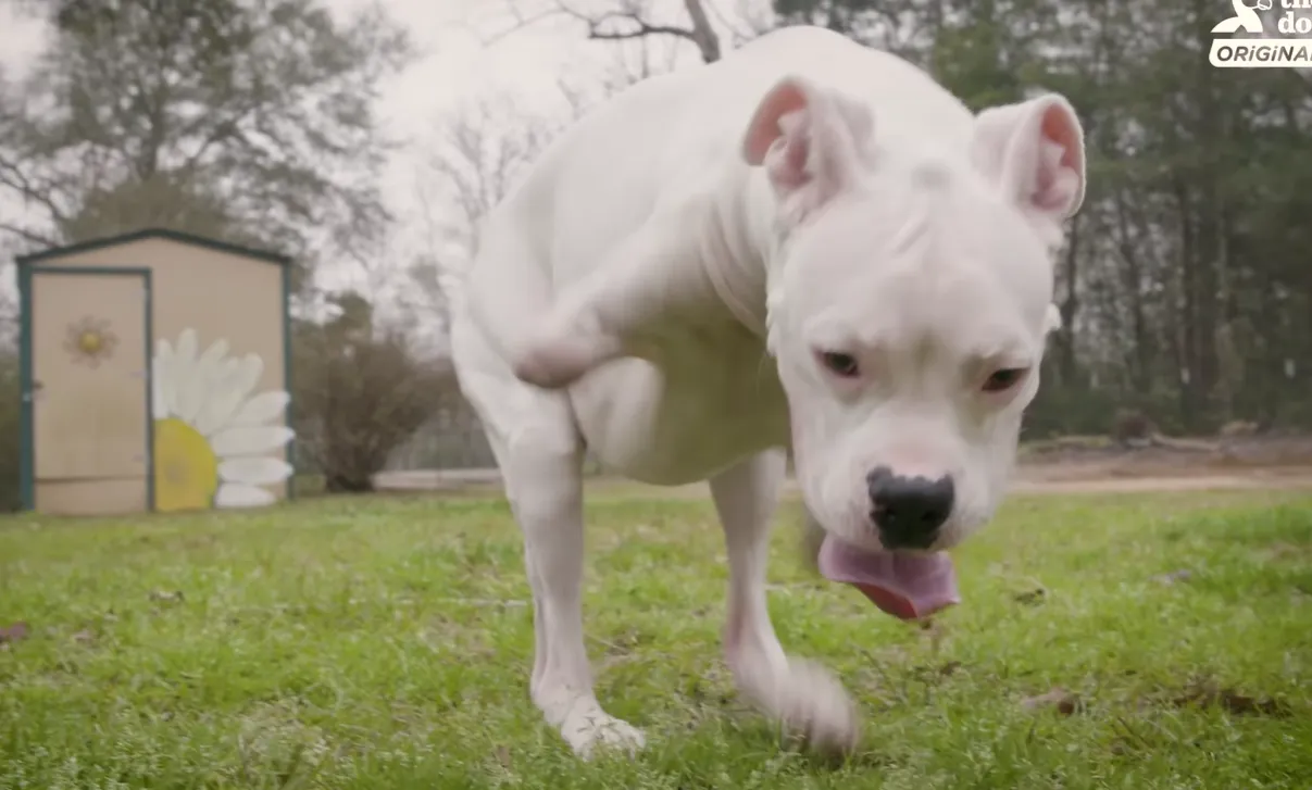 Пес вміє ходити навіть без візка Пес вміє ходити навіть без візка