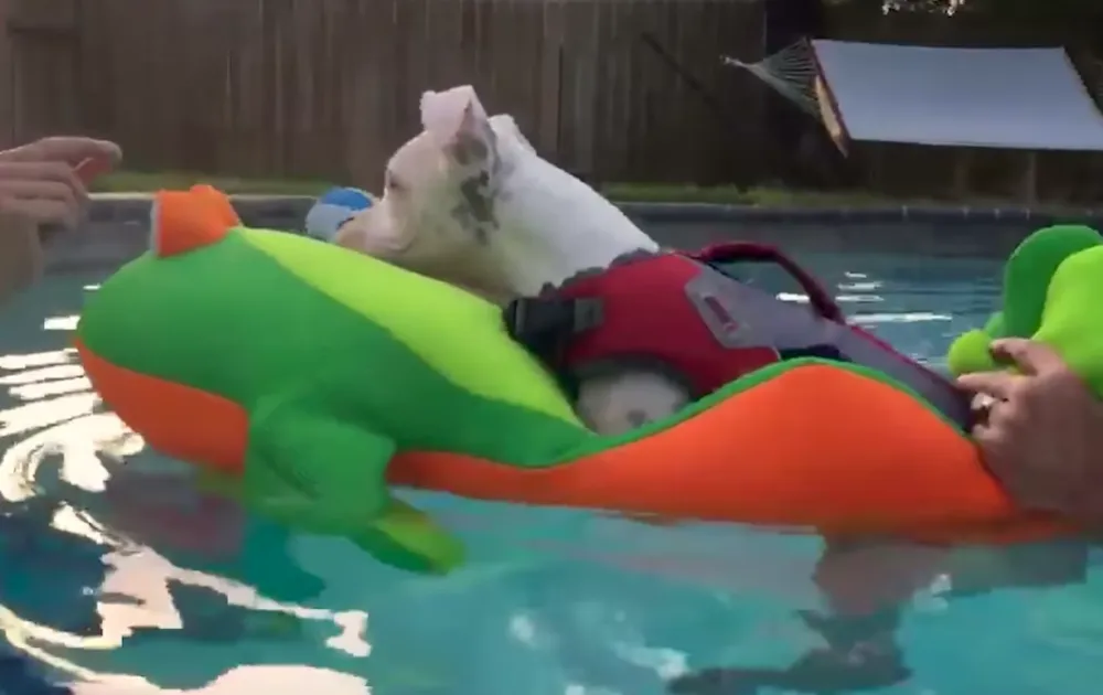 У воді дволапий пес почувається чудово У воді дволапий пес почувається чудово