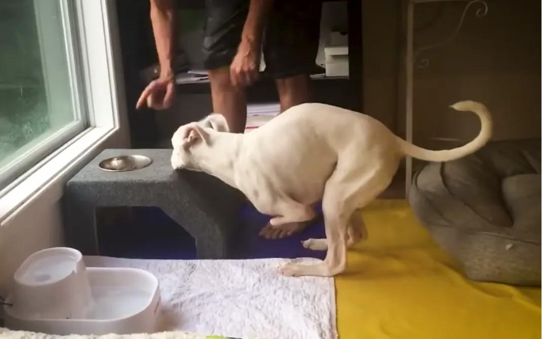 У Наббі немає передніх лап У Наббі немає передніх лап