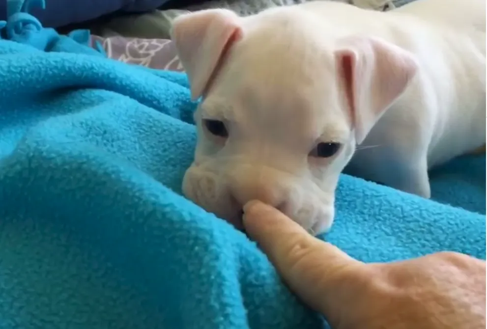 Малюк ніколи не здавався Малюк ніколи не здавався