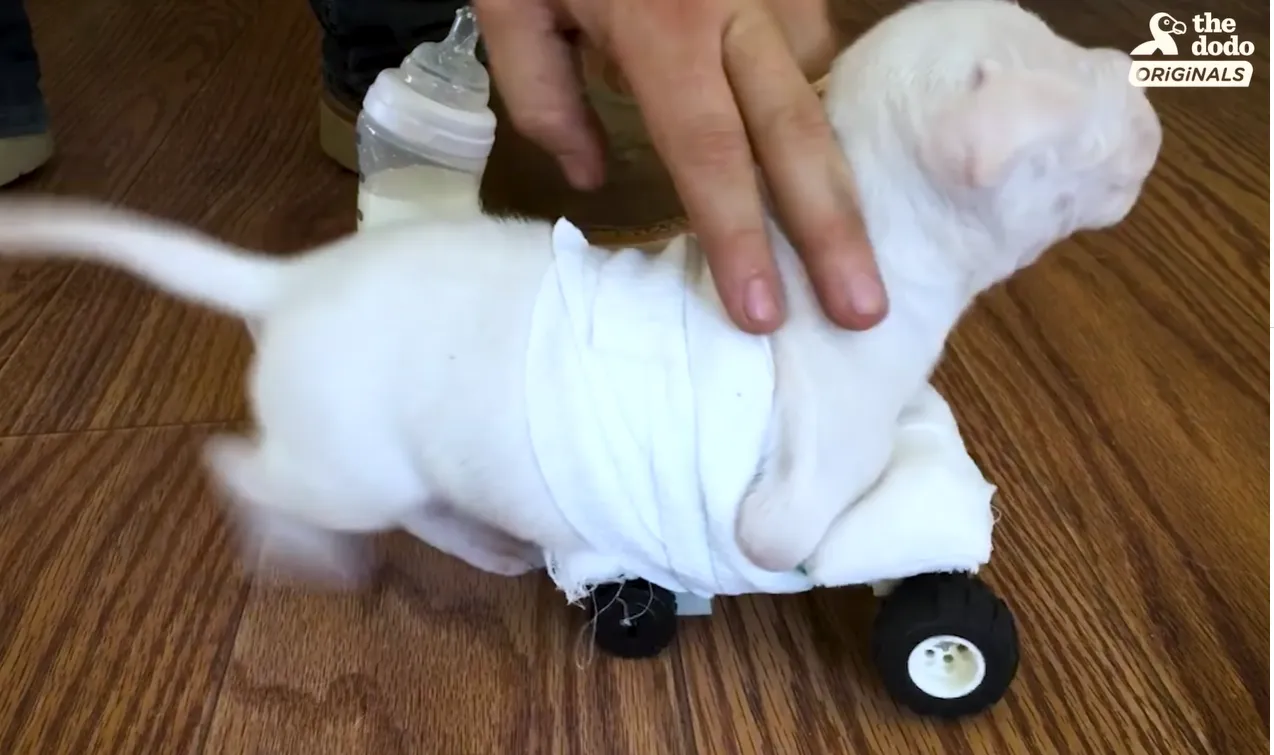 Першим візком Наббі стала дитяча машинка Першим візком Наббі стала дитяча машинка