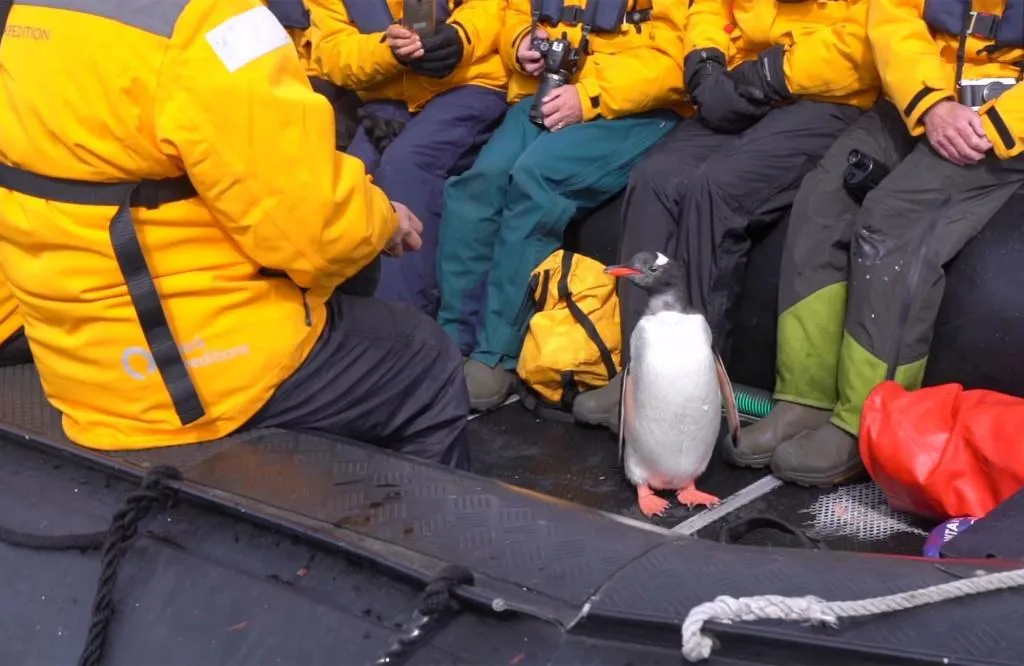 Пінгвін втікаючи від косаток, героїчно застрибнув у човен до радісних туристів: зворушливе відео