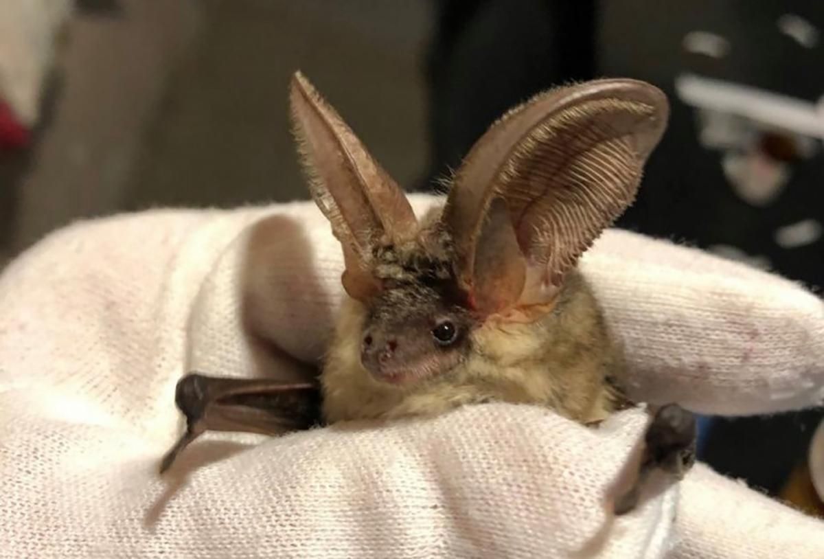 Зимують у холодильнику: у Харкові реабілітують кажанів Зимують у холодильнику: у Харкові реабілітують кажанів