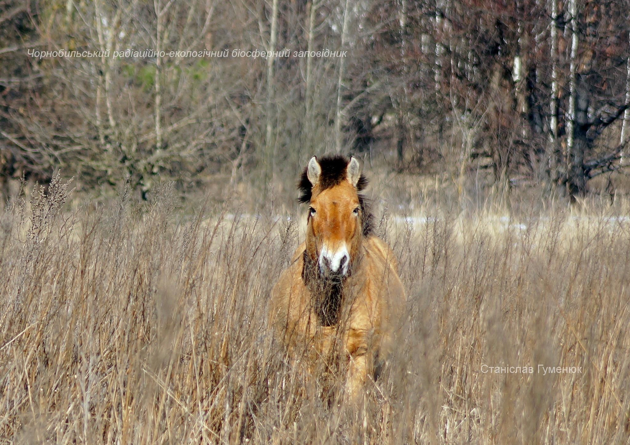У Чорнобильській зоні живуть неймовірні коні Пржевальського: фото