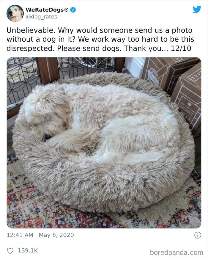 Пес сливается со своим спальным местом 