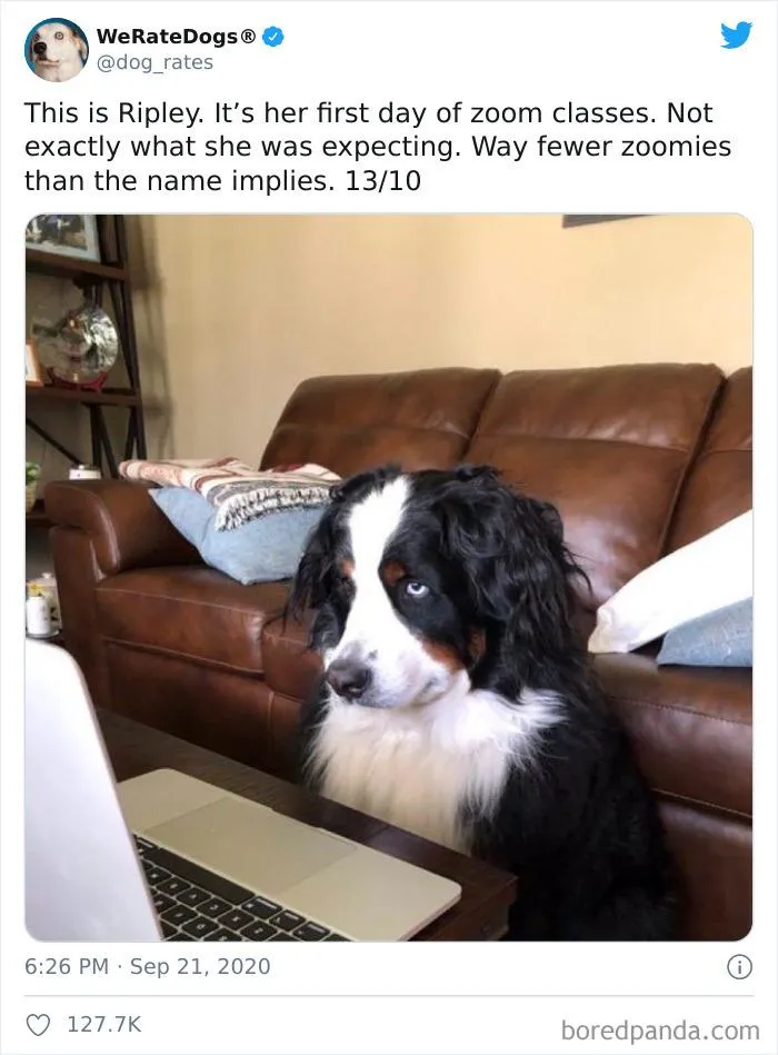 Пес сосредоточенно смотрит в экран