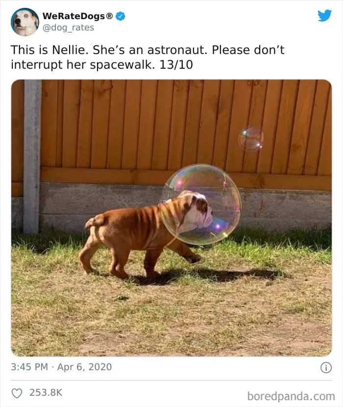 Забавная собака с пузырьками 