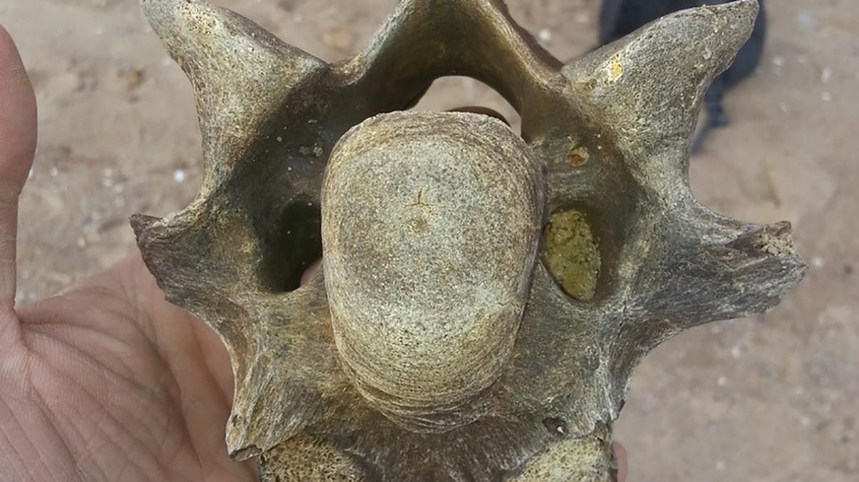 Кістки прадавнього носорога знайдені на Одещині  