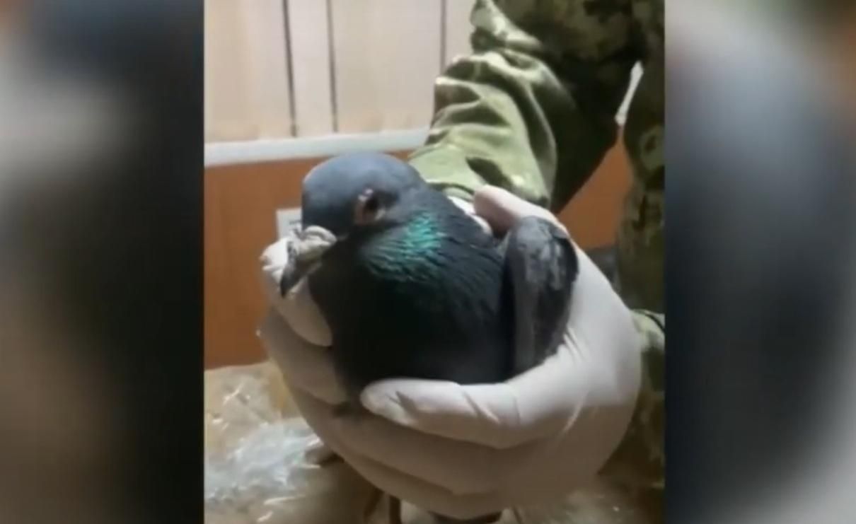 Голубей-спортсменов незаконно перевезли через границу с Россией: видео Голубей-спортсменов незаконно перевезли через границу с Россией: видео