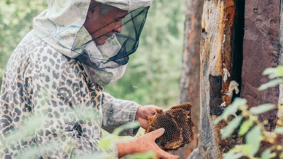 На Поліссі добувають мед диких бджіл і відроджують традицію