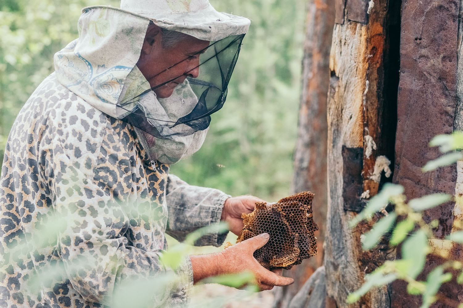 На Полесье добывают мед диких пчел и возрождают традицию
