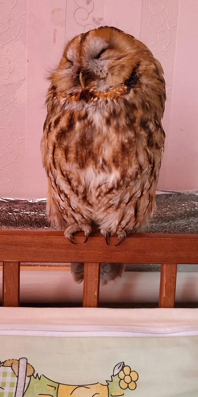 У Києві на Позняках дівчина на дорозі знайшла сову У Києві на Позняках дівчина на дорозі знайшла сову