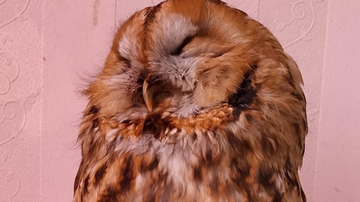 В Киеве на Позняках девушка на дороге нашла сову В Киеве на Позняках девушка на дороге нашла сову