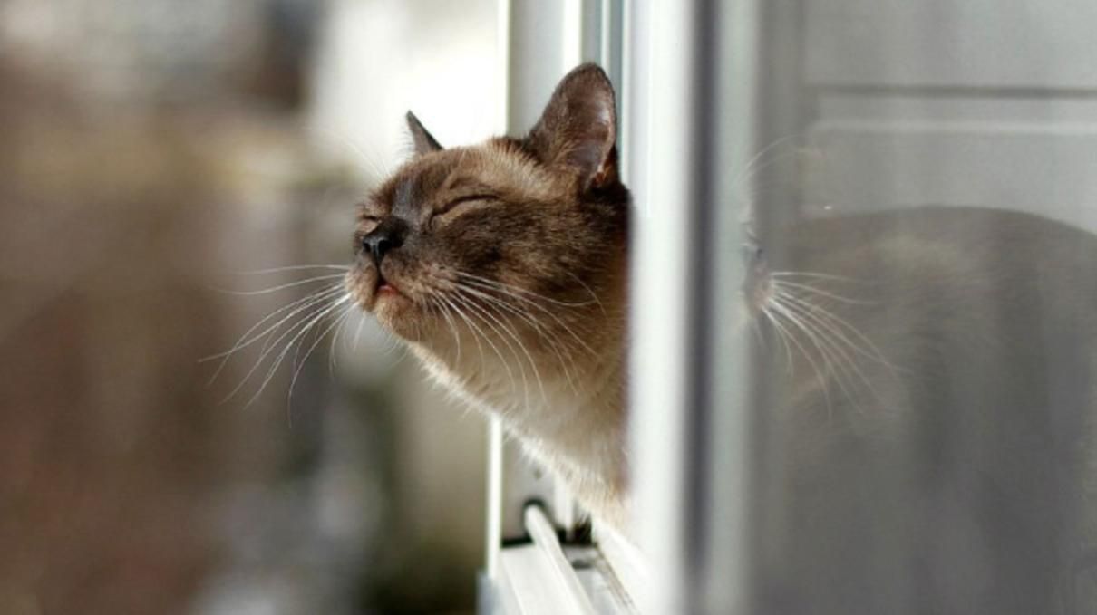 Погода 15 марта 2021: прогноз от синоптиков Украины Погода 15 марта 2021: прогноз от синоптиков Украины