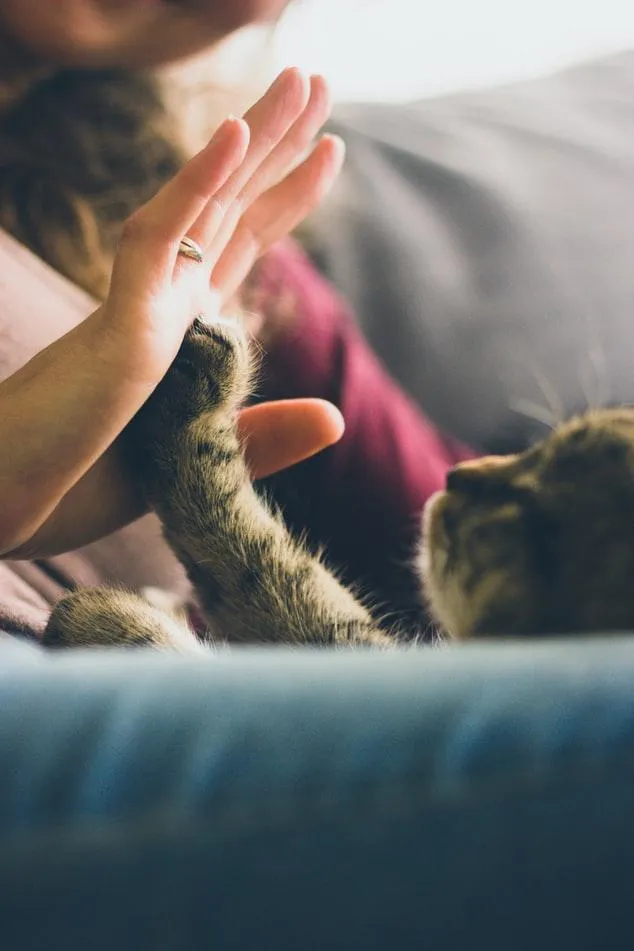 Кошки помогают людям не чувствовать себя одинокими