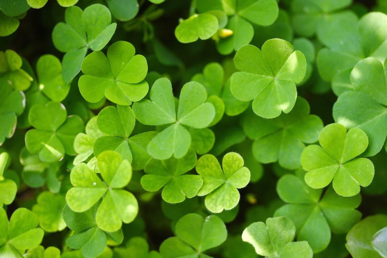 17 березня яке свято 17 березня яке свято