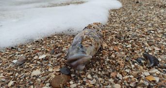 Масова загибель бичка в Азовському морі: вчені підозрюють паразитів