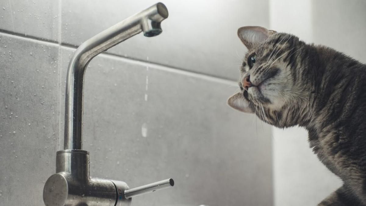 У Києві через аварії та ремонтні роботи відключили холодну воду У Києві через аварії та ремонтні роботи відключили холодну воду