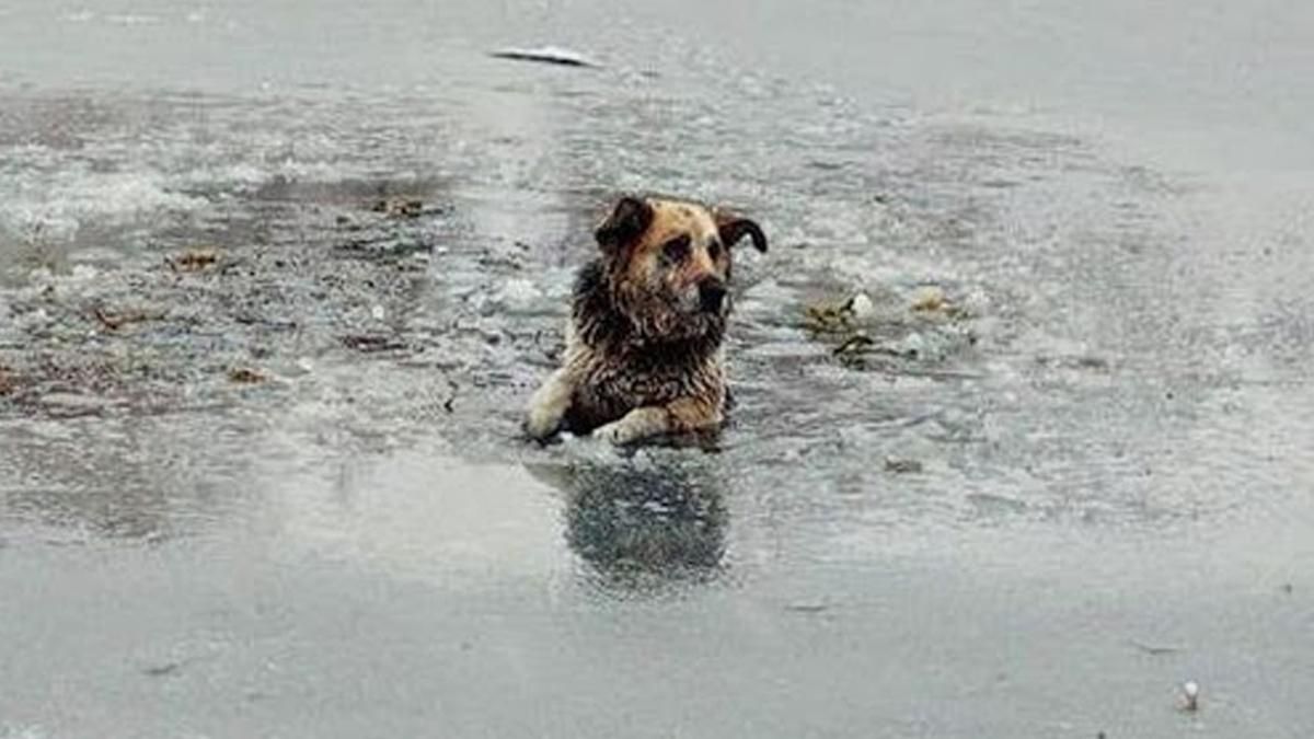 В Киеве мужчина спасал из озера собаку, но сам попал в беду 