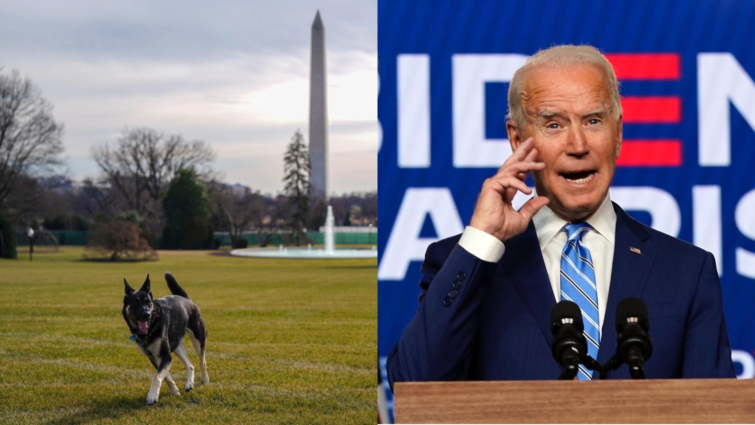 Байден виправдався за свого собаку, який покусав охоронця Білого дому Байден виправдався за свого собаку, який покусав охоронця Білого дому