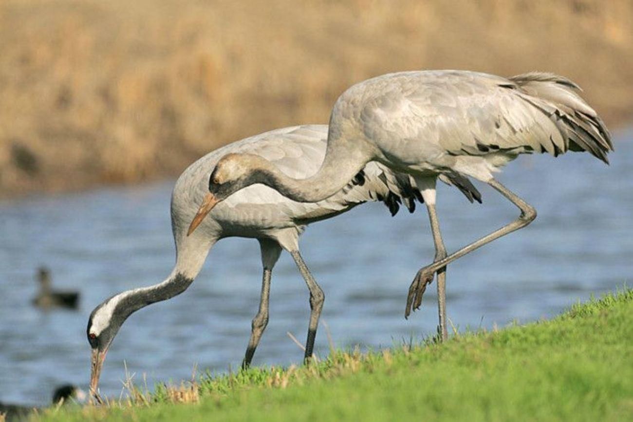 Из-за яда: на Херсонщине снова погибают краснокнижные птицы Из-за яда: на Херсонщине снова погибают краснокнижные птицы