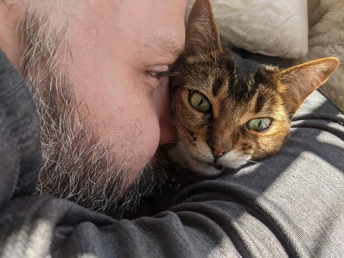 Кошка явно недовольна проявлением любви своего владельца Кошка явно недовольна проявлением любви своего владельца