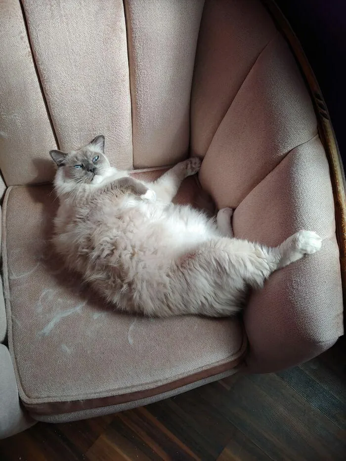 Кот ни за что не отдаст это удобное место для сна  Кот ни за что не отдаст это удобное место для сна