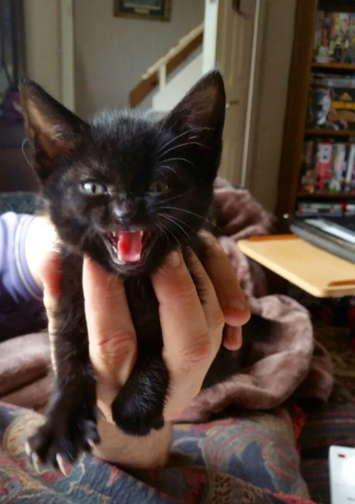 Котенок по кличке Салем не хочет, чтобы его фотографировали  Котенок по кличке Салем не хочет, чтобы его фотографировали