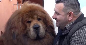 Собака-лев: где живет самый красивый в мире тибетский мастиф
