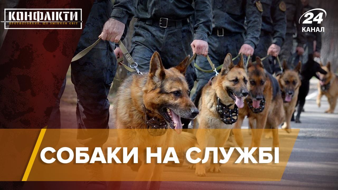 Истории 5 знаменитых поисковых собак: интересные факты из жизни Истории 5 знаменитых поисковых собак: интересные факты из жизни