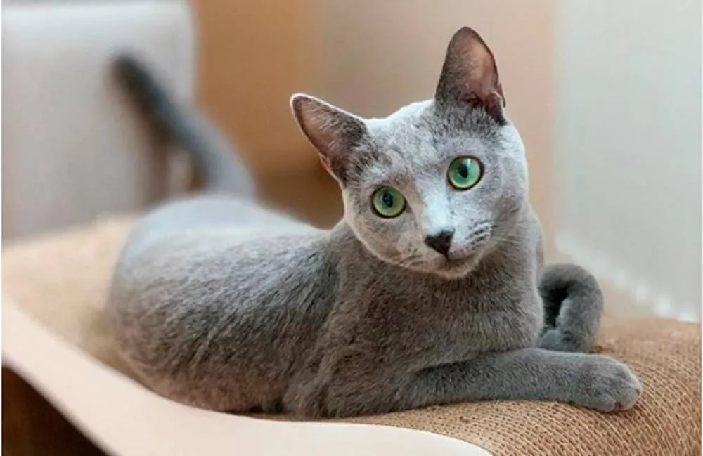 Изящные коты с зелеными глазами