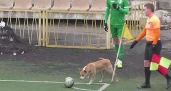12 игрок в составе Нивы: собака сорвал угловой Карпат в Виннице – курьезное видео
