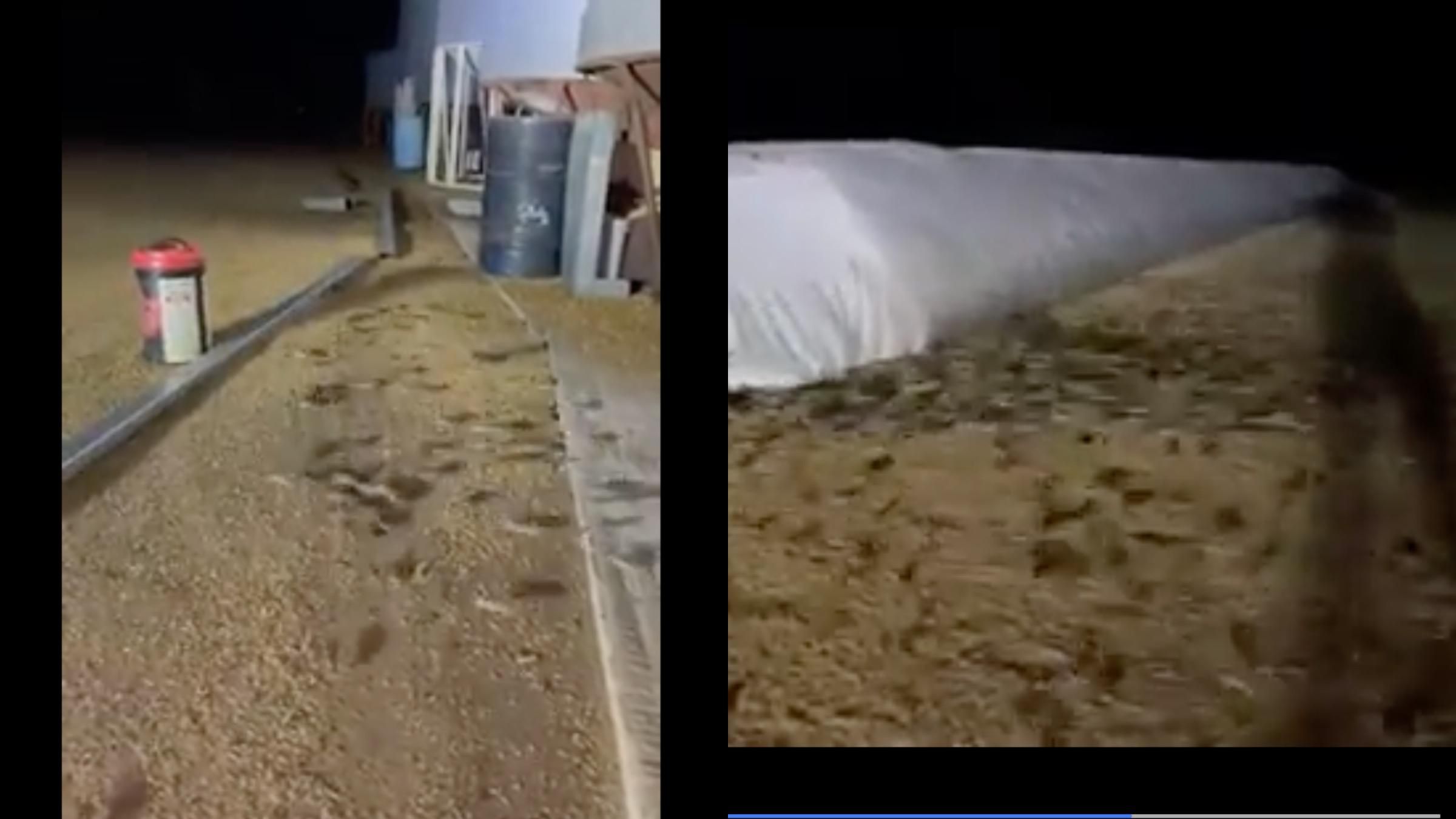 Нашестя мишей в Австралії на фермах та у супермаркетах – відео Нашестя мишей в Австралії на фермах та у супермаркетах – відео