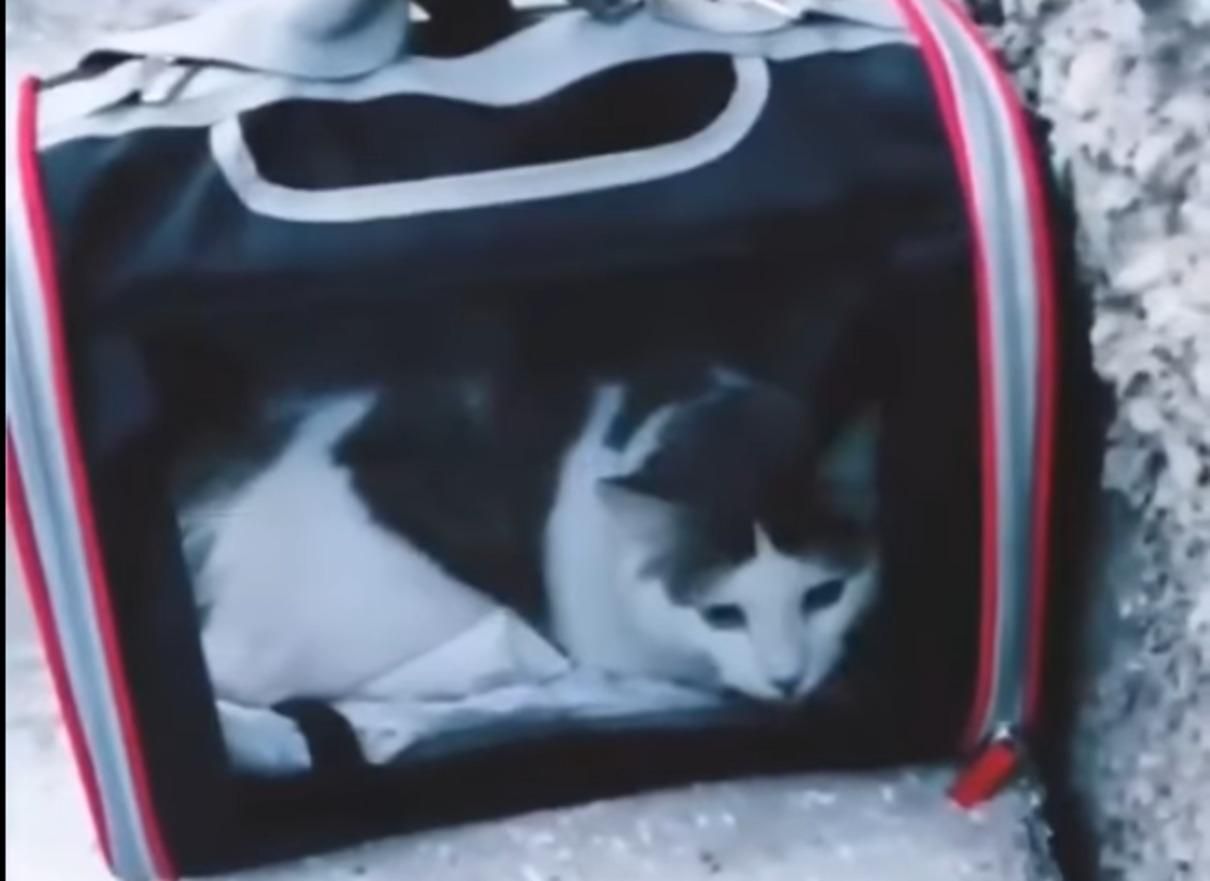 Кіт у Дніпрі впав з 6 поверху на авто і вижив: стане героєм картини Кіт у Дніпрі впав з 6 поверху на авто і вижив: стане героєм картини