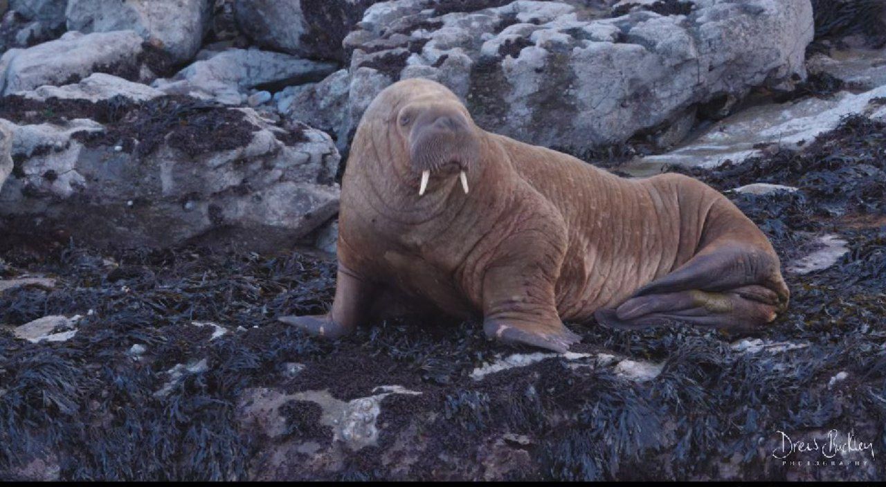 Морж-мандрівник прибув до Уельсу – миле відео Морж-мандрівник прибув до Уельсу – миле відео