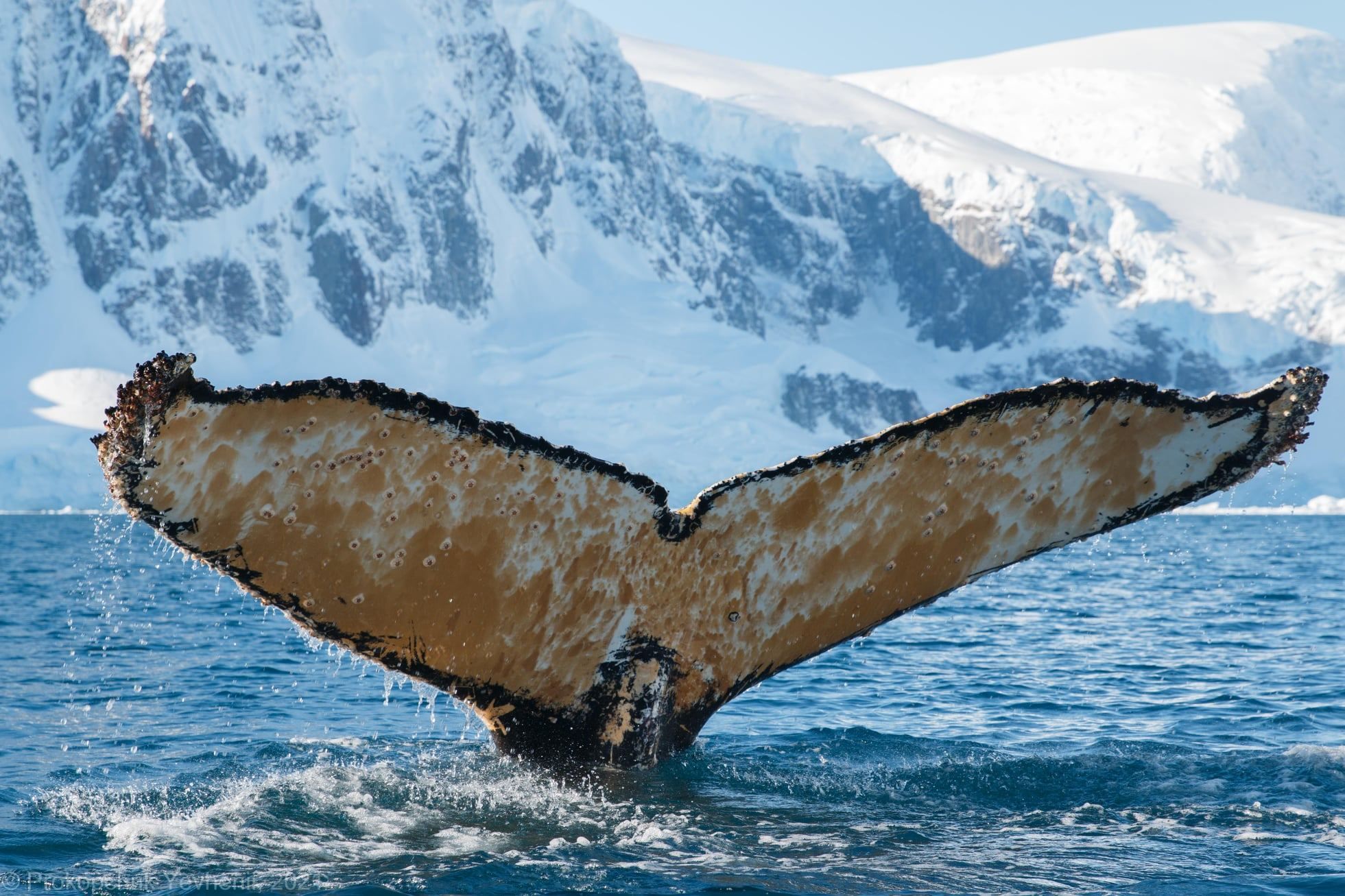 Українці в Антарктиді розбудили величезного кита: фото, відео