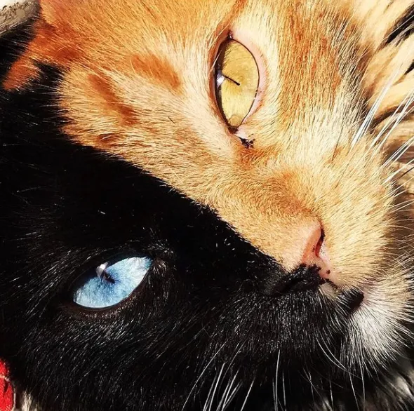 Фотографии Химеры даже кажутся подделкой Фотографии Химеры даже кажутся подделкой