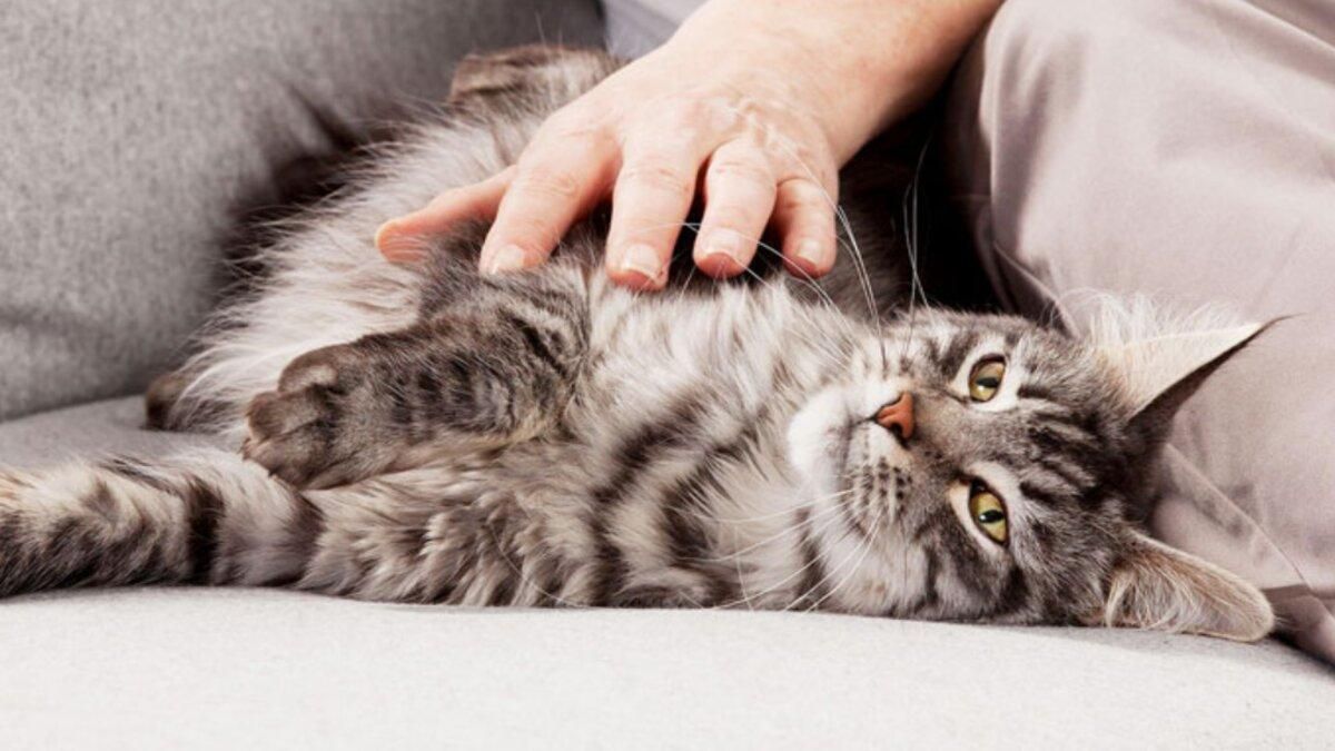 Видимий результат за 3 тижні разом з Purina ONE®