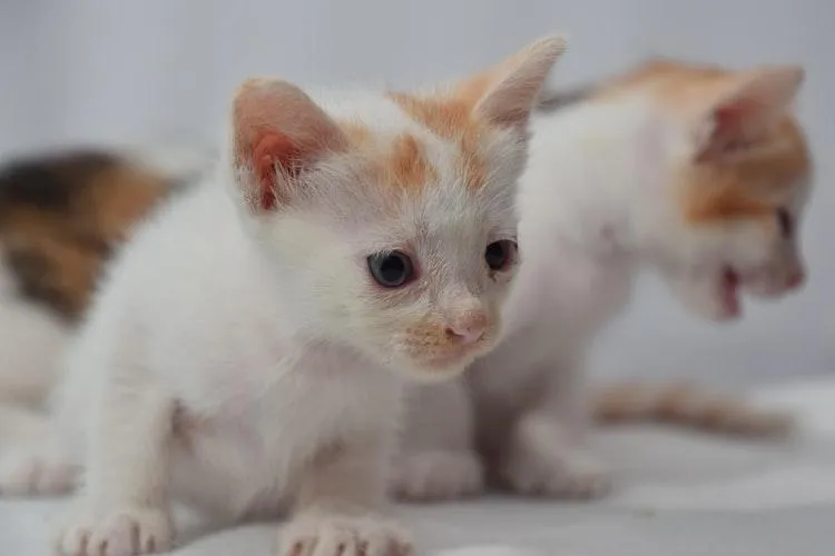 Наступив на кошеня Наступив на кошеня