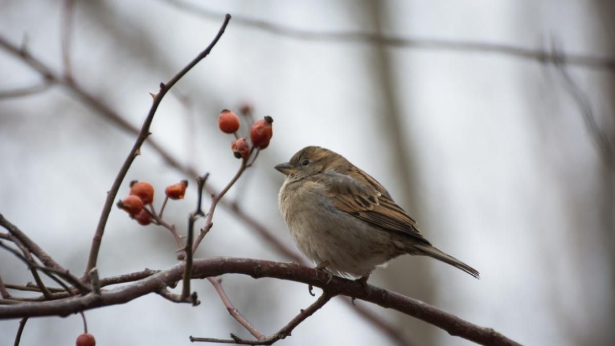 Погода 24 березня 2021: прогноз від синоптиків України Погода 24 березня 2021: прогноз від синоптиків України