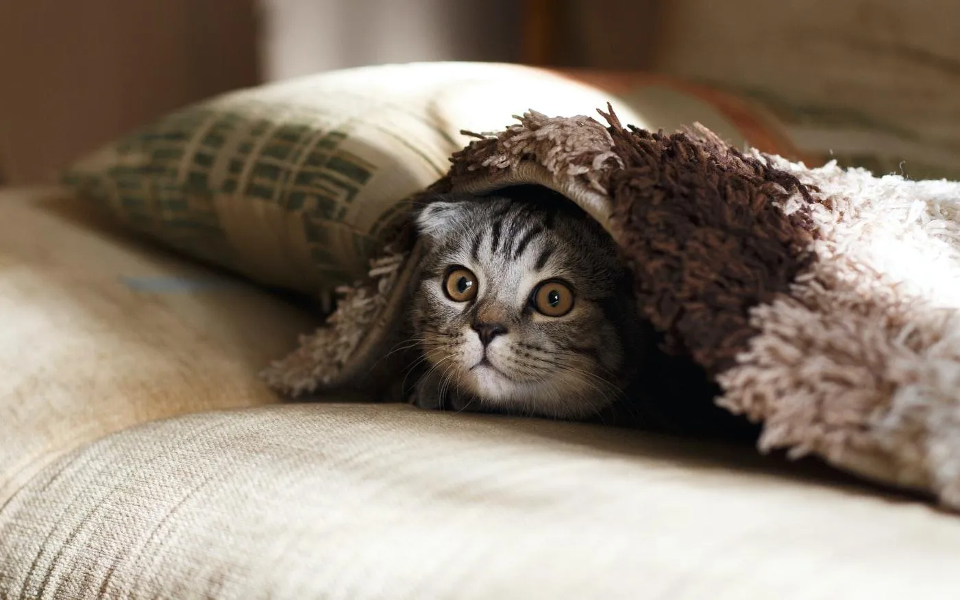 Коти люблять ховатися, щоб почувати себе в безпеці Коти люблять ховатися, щоб почувати себе в безпеці