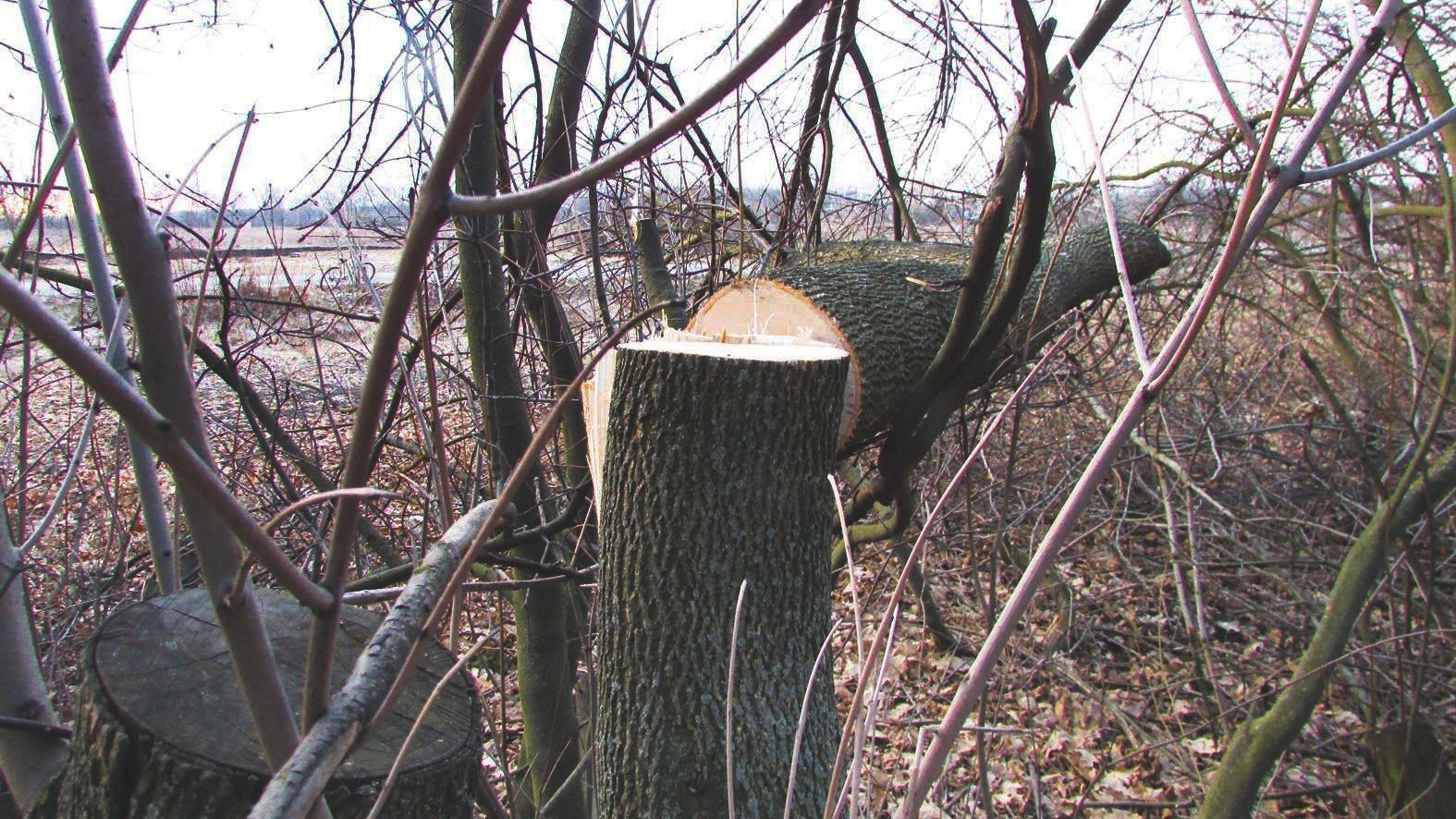 На Миколаївщині депутат вистрілив у чоловіка через спиляне дерево 