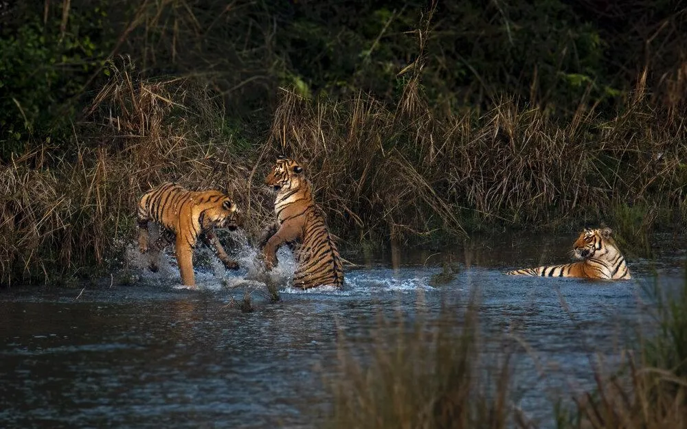 Тигри у воді