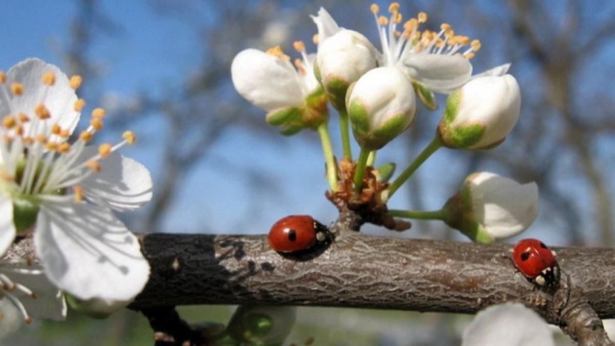 Какой будет апрель в 2021 году: придет ли тепло в Украину Какой будет апрель в 2021 году: придет ли тепло в Украину