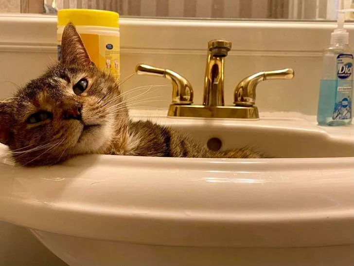 ​Кіт, якому зручно в мийці