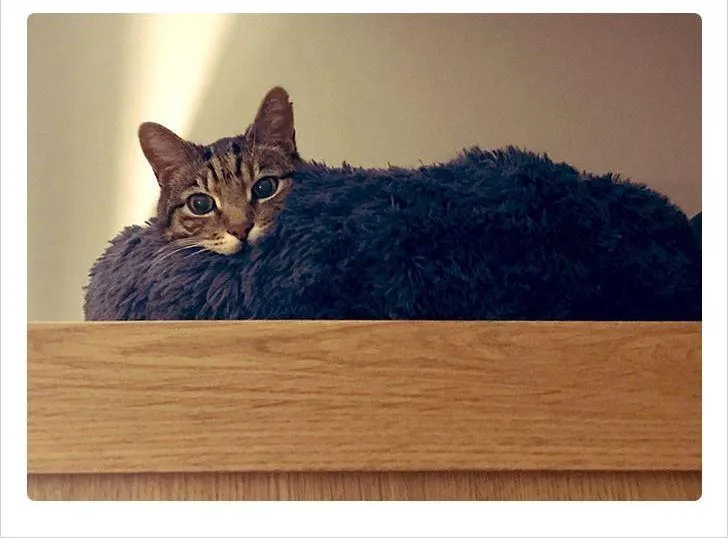 Кішка, яка ігнорувала нові меблі, поки їх не закинули на шафу