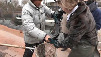 Сохраняют древнейший вид рыбы: на Обуховщине разводят редких осетров