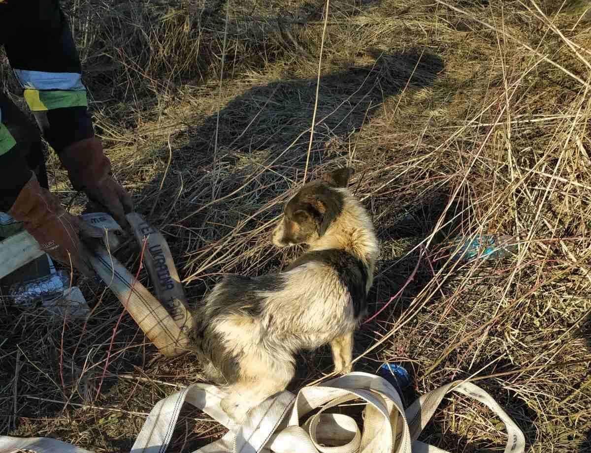 Дрогобычские чрезвычайники спасли собаку, которая упала в колодец: фото Дрогобычские чрезвычайники спасли собаку, которая упала в колодец: фото