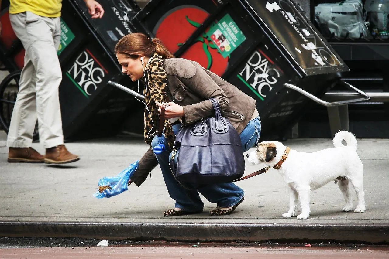 Принцеса Мадлен, донька короля Швеції, прибирає за своїм собакою